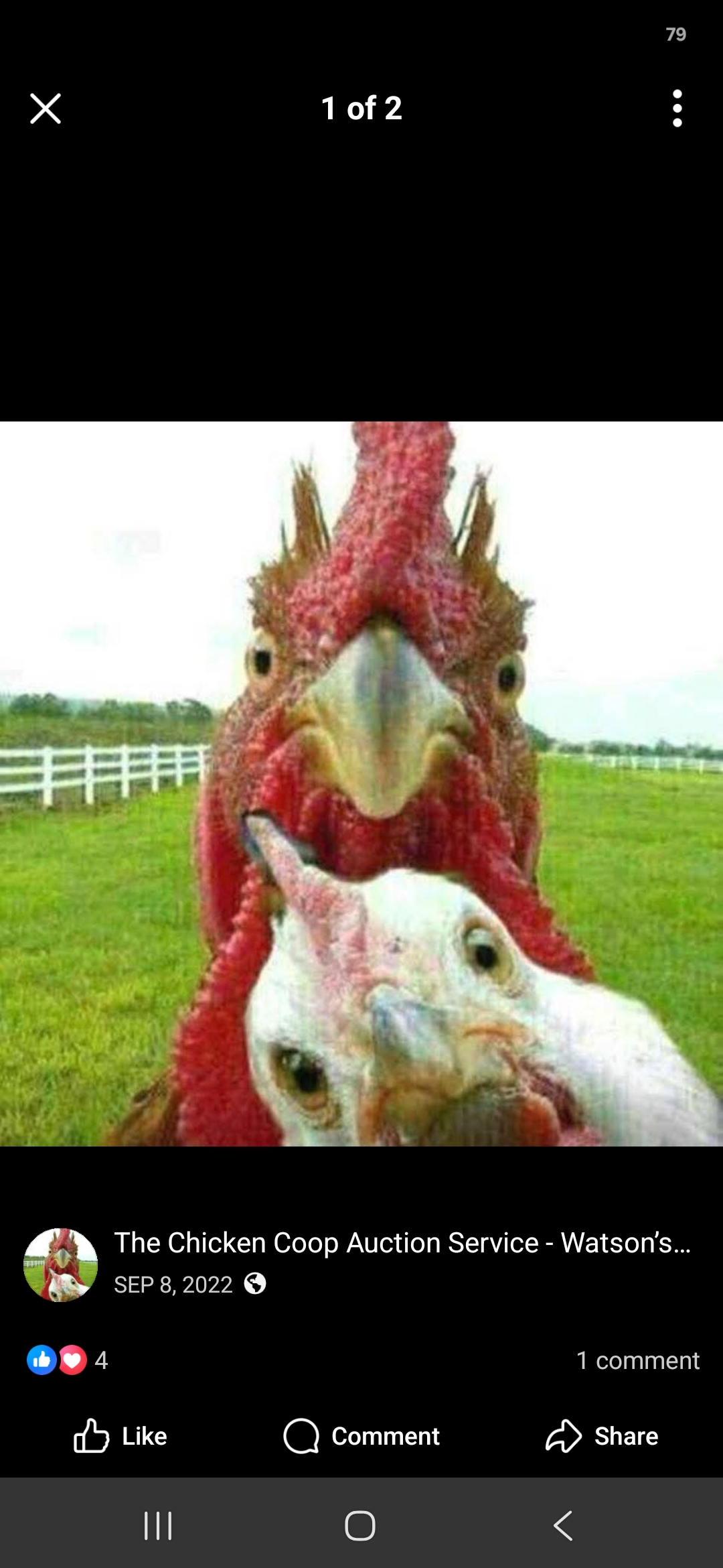 The Chicken Coop Auction - Watsons Auction Poultry/Exotics